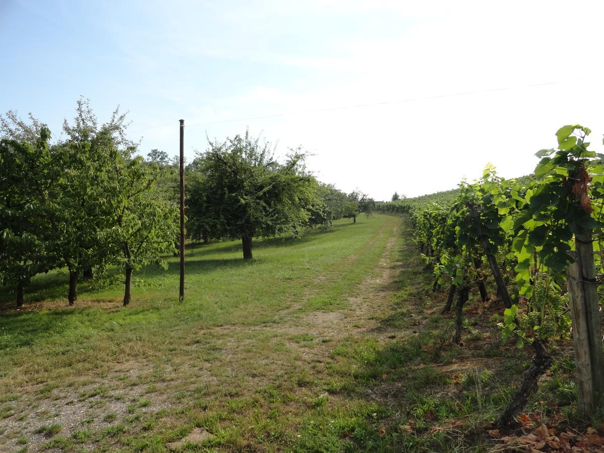 Bed And Breakfast Wegmann Andelfingen Εξωτερικό φωτογραφία